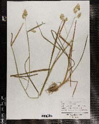 Dactylis glomerata image