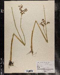 Juncus militaris image