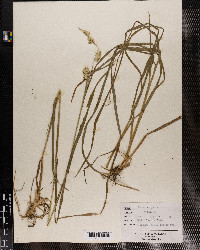 Dactylis glomerata image