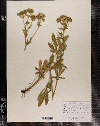 Potentilla recta image