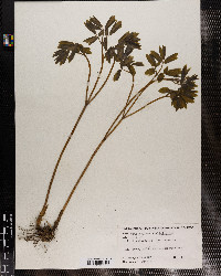 Caulophyllum thalictroides image