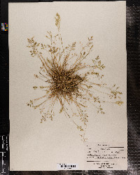 Poa annua image