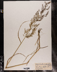 Agrostis capillaris image