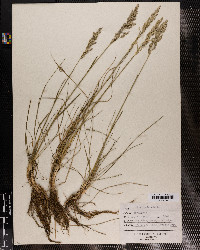 Poa pratensis image