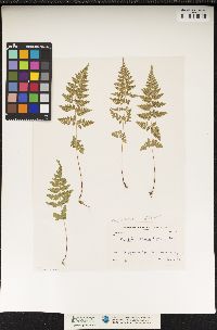 Woodsia obtusa image