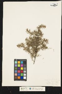 Juniperus communis var. depressa image