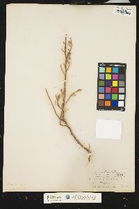 Image of Juniperus phoenicea