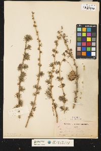 Larix decidua image