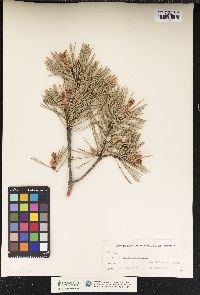 Pinus sylvestris image