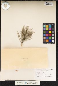 Pinus sylvestris image