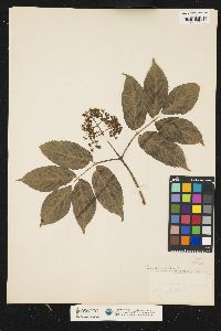 Sambucus racemosa image