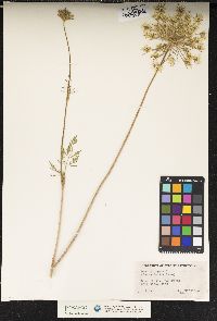 Daucus carota image