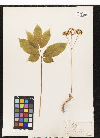 Aralia nudicaulis image