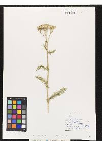 Achillea millefolium image