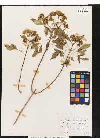 Image of Bidens micrantha