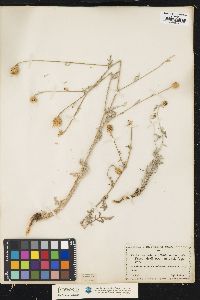 Image of Centaurea parlatoris