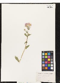 Erigeron philadelphicus image