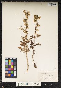 Prenanthes trifoliolata image