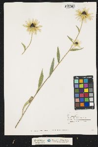 Rudbeckia hirta image