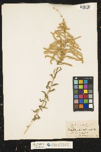 Solidago canadensis image