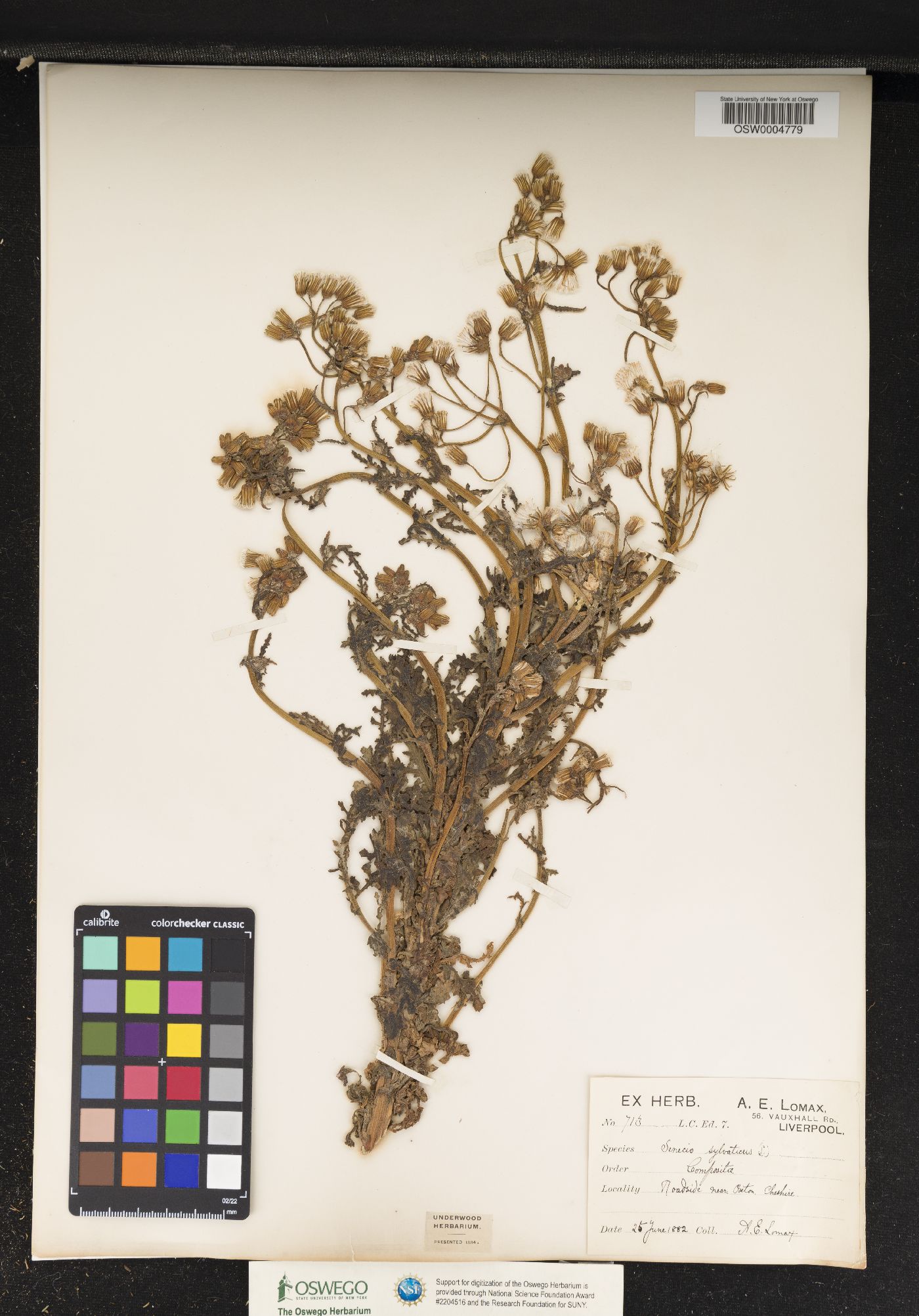 Senecio sylvaticus image