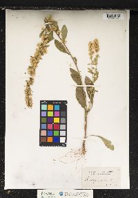 Solidago caesia image