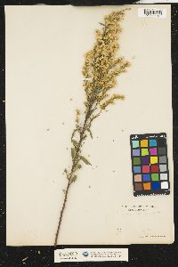 Solidago juncea image