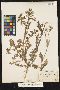 Sonchus asper image