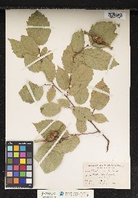 Corylus cornuta image