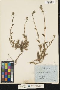 Image of Anchusella variegata