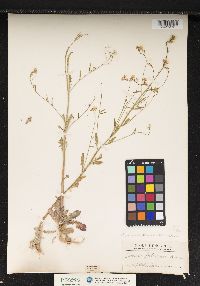 Image of Arabidopsis arenosa
