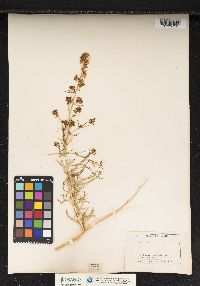 Image of Lepidium fremontii