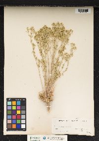 Image of Lepidium montanum