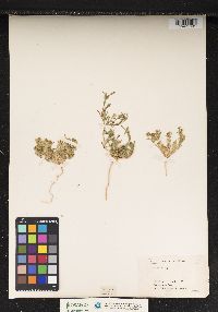 Image of Lepidium wrightii