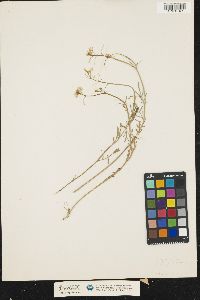 Cardamine pratensis image