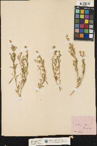Image of Lepidium graminifolium