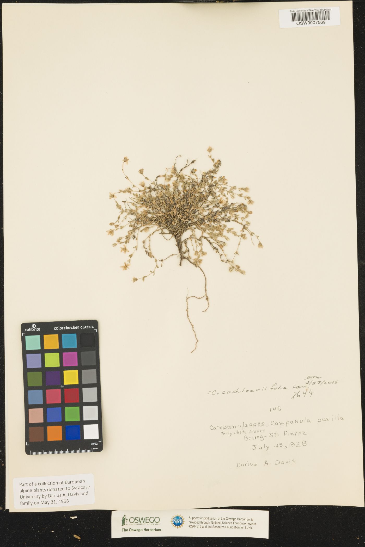 Campanula cochleariifolia image