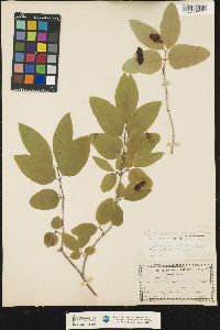 Lonicera canadensis image