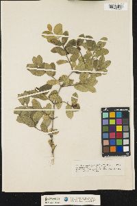 Lonicera canadensis image