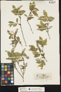 Lonicera canadensis image