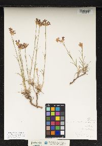 Image of Dianthus carthusianorum