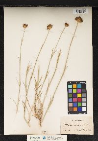 Image of Dianthus polymorphus