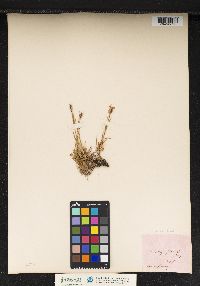 Image of Dianthus glacialis