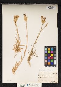 Image of Dianthus rupicola