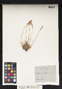 Image of Dianthus seguieri