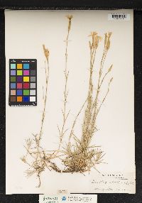 Image of Dianthus serotinus