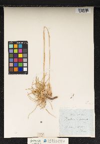 Image of Dianthus sylvestris
