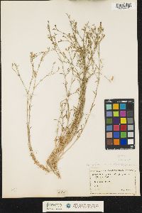 Image of Dianthus illyricus