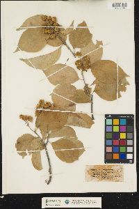 Celastrus scandens image