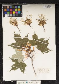 Acer saccharum image